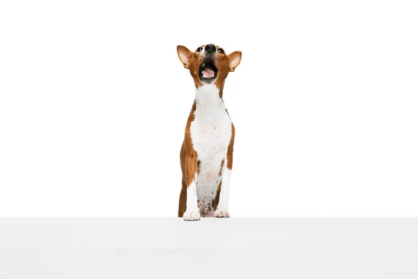 白を背景に孤立した白赤純血種の馬前寺犬の撮影 動物のケア ファッション 広告の概念 魅力的なペットは幸せと健康的に見えます — ストック写真