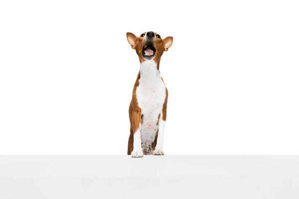 Studio shot of white-red purebred Basenji dog posing isolated over white background. Concept of animal care, fashion and ad. Charming pet looks happy and healthy