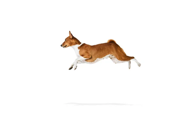 Zabawny Przyjazny Zdeterminowany Odważny Pies Basenji Skaczący Białym Tle Studia — Zdjęcie stockowe