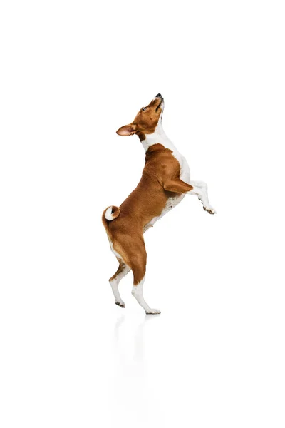 果断和勇敢的巴森吉犬 在白色工作室的背景下玩乐 动物护理的概念 时尚和广告 宠物狗看起来整洁健康 — 图库照片