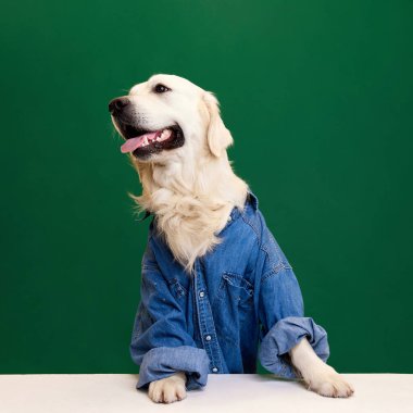 Güzel, gülümseyen, neşeli, safkan bir köpeğin görüntüsü, Golden retriever 'ın yeşil kot pantolon giymesi, stüdyonun arka planında. Hayvan, moda, köpek kıyafeti, eğlence, mizah, bakım, veteriner, tarz kavramı