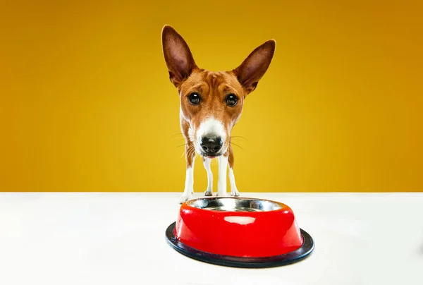 可爱的小巴森吉犬 白色的皮毛 站在狗的碗边 在黄色的背景上等待好吃的东西 动物生命 养殖的概念 — 图库照片