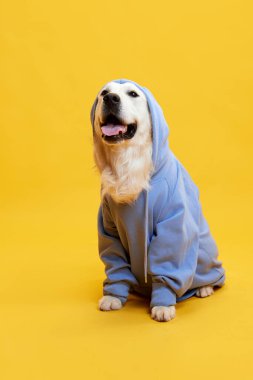 Güzel, gülümseyen, mutlu safkan köpek, sarı stüdyo arka planında mavi kapüşonlu golden retriever. Hayvan, moda, köpek kıyafeti, eğlence, mizah, bakım, veteriner, stil, reklam kavramı