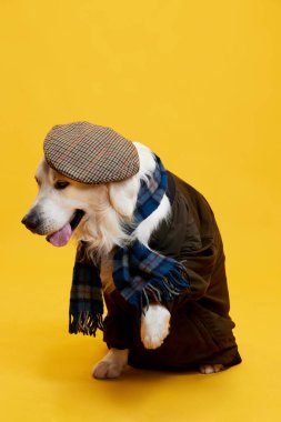 Şirin, güzel, safkan bir köpek, Golden retriever retro şapka takıyor, atkı ve palto sarı stüdyo arka planında. Hayvan, moda, köpek kıyafeti, eğlence, mizah, bakım, veteriner, stil, reklam kavramı