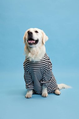 Gülümseyen, mutlu, safkan bir köpek, çizgili gömlek giyen golden retriever, sakince mavi stüdyo arka planında oturuyor. Hayvan, moda, köpek kıyafeti, eğlence, mizah, bakım, veteriner, tarz kavramı