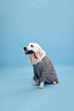 Mutlu, safkan bir köpek, çizgili gömlek giyen golden retriever, sakince mavi stüdyo arka planında oturuyor. Yaz tatili. Hayvan, moda, köpek kıyafeti, eğlence, mizah, bakım, veteriner, tarz kavramı