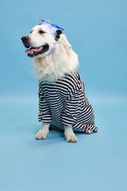 Gülümseyen, mutlu, safkan köpek, Golden retriever çizgili gömlek giyiyor ve mavi stüdyo arka planında yüzme gözlüğü takıyor. Hayvan, moda, köpek kıyafeti, eğlence, mizah, bakım, veteriner, tarz kavramı