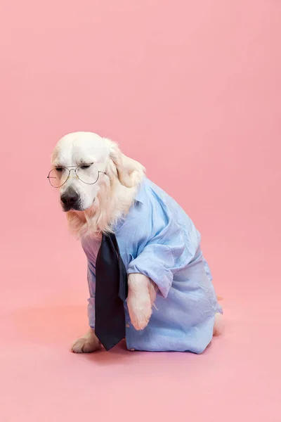 Piękny Pies Czystej Krwi Golden Retriever Noszący Formalną Koszulę Krawat — Zdjęcie stockowe