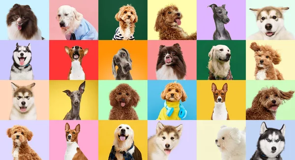 Hermosas Mascotas Collage Hecho Retratos Con Diferentes Perros Sobre Fondo — Foto de Stock