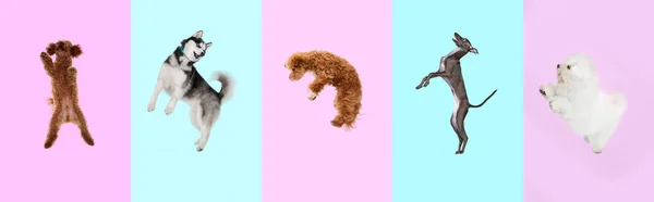 Творческий Художественный Коллаж Выполненный Восторженных Прыгающих Собак Пастельной Розе Синем — стоковое фото