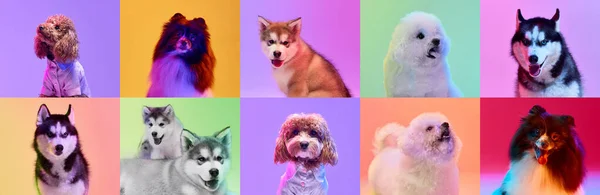 Banner. Collage made of portraits funny dogs different breeds on multicolor studio backgrounds in neon light. Concept of friendship, pets love, animal life. Look happy, delighted.