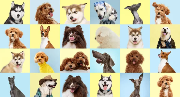 Collage made of photos with different dogs over pastel yellow and blue backgrounds. Concept of friendship, pets love, animal life.