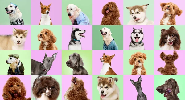Husky Labrador Galgo Collage Múltiples Perros Tiro Cabeza Sobre Fondo — Foto de Stock
