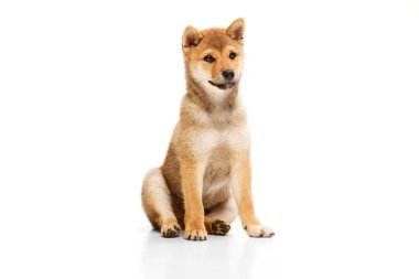 Studio shot of fluffy cute beautiful Malamute puppy isolated over white background. Pet looks healthy and happy. Concept of care, love, animal life. Nice small dog posing. Copy space for ad