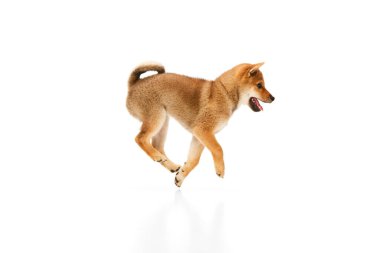 Oyuncu, arkadaş canlısı, kararlı ve şirin Shiba Inu köpeği beyaz stüdyo arka planının üzerinden atlıyor. Hayvan bakımı, moda ve reklam kavramı. Hayvan bakımlı ve sağlıklı görünüyor.