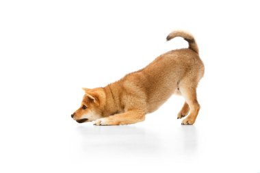 Beyaz arka planda yalnız poz veren güzel Shiba Inu köpeğinin yan görüntüsü. Evcil hayvan sağlıklı, bakımlı ve mutlu görünüyor. Arkadaşlık, ilgi, aşk, hayvan hayatı kavramı