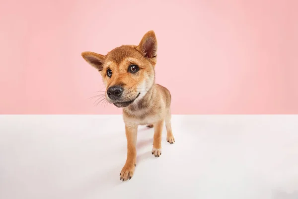 Carefree cheerful doggy. Cute pet, dog Shiba inu with big kind eyes posing over pink and white background. Pet looks healthy and happy. Close up, wide angle. Love, care, animal health, ad concept