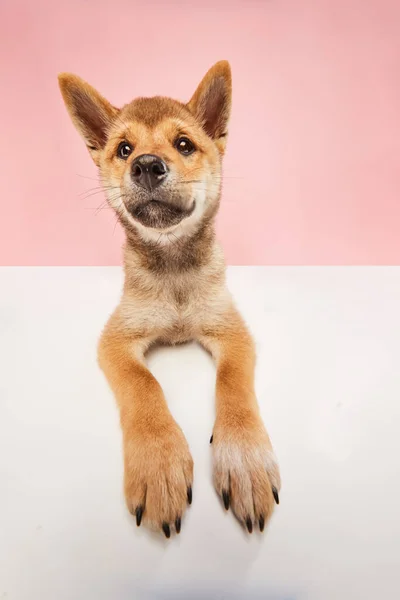 賢い犬の顔 パステルピンクのスタジオの背景にポーズをかけるかわいい顔をしたシバインウ犬 ペットは健康で幸せそうに見える 広い角度から 動物の健康に関するコンセプト — ストック写真