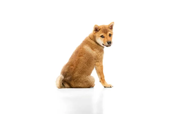 白い背景に隔離されたカメラに背中に座っている子犬の芝稲荷犬の茶色の美しい成長した子犬の撮影 美の概念 — ストック写真