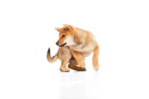 おかしい子犬 遊び心のある犬Shiba Inuが白い背景の上を走っています 動いているジャンプ テキストのためのスペースをコピーします 動物の生命 動物の品種の概念 — ストック写真
