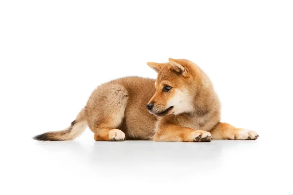 Sidovy Liten Hund Söt Vacker Shiba Inu Valp Poserar Isolerad — Stockfoto