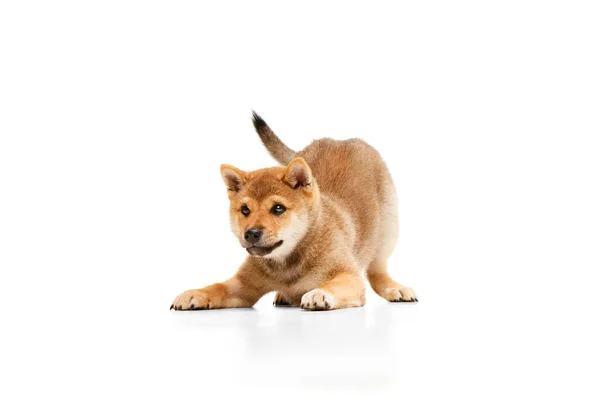 白いスタジオの背景に孤立した 赤いかわいい 遊び心のある芝犬犬 動物ケア ファッション 広告のコンセプト チャーミングなペットは 成長し 幸せで健康に見えます — ストック写真
