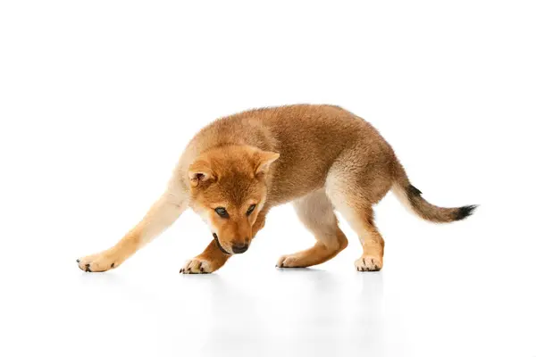 Lekfull Vänlig Bestämd Shiba Inu Hund Har Roligt Över Vit — Stockfoto