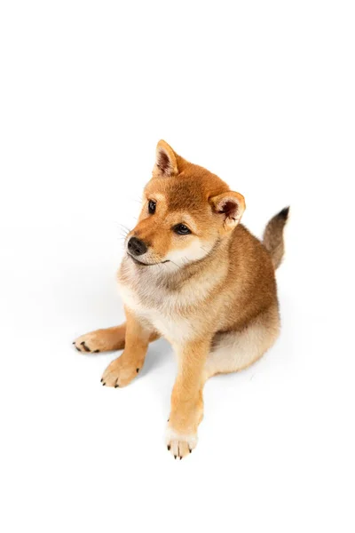 红色纯种什叶因纽犬在白色背景上摆出孤立姿态的头像 动物护理 时尚和广告的概念 宠物狗看起来整洁 — 图库照片