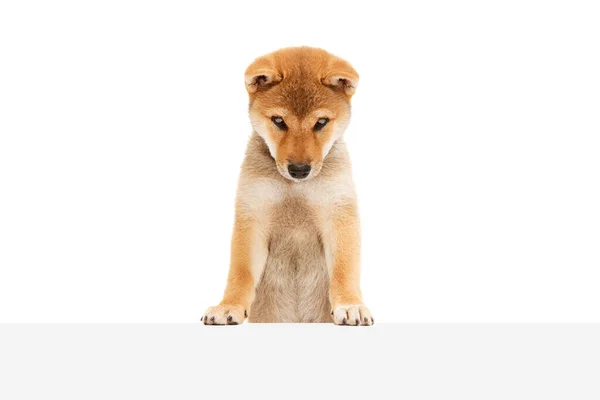 Förvirrande Husdjur Porträtt Allvarliga Shiba Inu Hund Isolerad Över Vit — Stockfoto