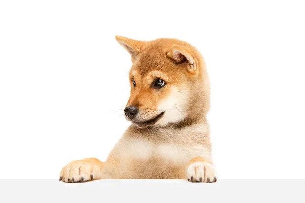Cute Charming Dog Shot Shiba Inu Big Kind Eyes Red — Stock Photo, Image