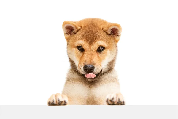 One Adorable Shiba Inu Puppy Tongue Sticking Out Posing Isolated — Stock Photo, Image