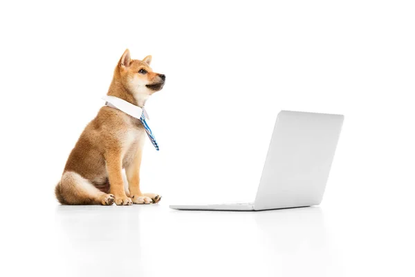 Ofis Hayatı Güzel Safkan Köpek Shiba Inu Evcil Hayvanı Dizüstü — Stok fotoğraf