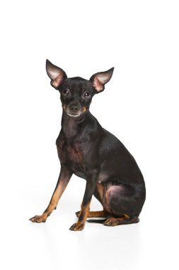 Minyatür Pinscher beyaz stüdyo arka planında oturuyor. Saf Prag faresi pozunun stüdyo fotoğrafı. Bakım, aşk, hayvan hayatı kavramı. Güzel küçük köpek yavrusu. İlan için alanı kopyala
