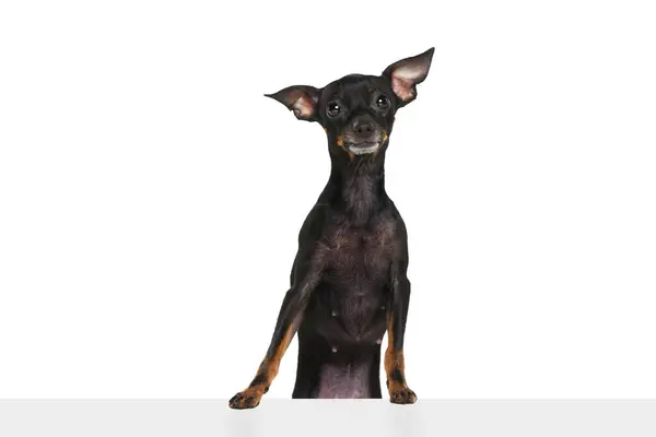 Captura Estudio Adorable Perro Ratter Praga Aislado Sobre Fondo Blanco — Foto de Stock