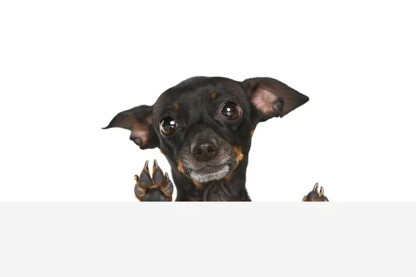 コールの友人だ ホワイトスタジオの背景に隔離された大きな目を持つかわいいプラハのラッター子犬のポートレートを閉じます ピンチャーペットは健康で幸せそうに見えます 動物のケア ファッション 広告の概念 — ストック写真