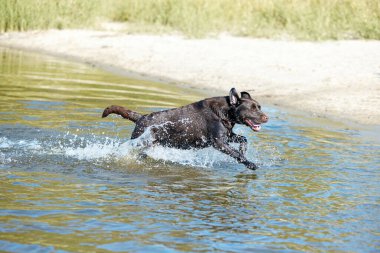 Nehirden kaçan komik köpek, hareketli deniz. Safkan kahverengi av köpeği dinleniyor, yazın suda yüzüyor. Mutlu Labrador. Aktif yaşam tarzı kavramı, evcil hayvanlar, aşk, tatil, boş zaman..