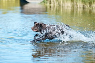 Nehirde yüzen komik köpek, hareketli deniz. Saf kahverengi av köpeği yazın suda oynuyor. Mutlu Labrador. Aktif yaşam tarzı, evcil hayvanlar, aşk, tatil, boş zaman kavramı. Ad