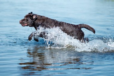 Nehre koşan köpek portresi, suda hareket eden deniz. Saf kahverengi av köpeği dinleniyor, yazın kumsalda oynuyor. Mutlu Labrador. Aktif yaşam tarzı kavramı, evcil hayvan aşkı. Ad