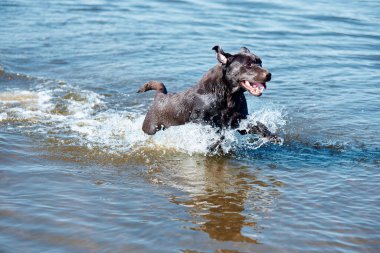 Nehirde koşan neşeli bir köpek, hareketli bir deniz. Kahverengi av köpeği portresi, yazın kumsalda oynamak. Mutlu Labrador. Doğadaki hayvanlar. Yaşam tarzı, seyahat, yolculuk, safkan. ad