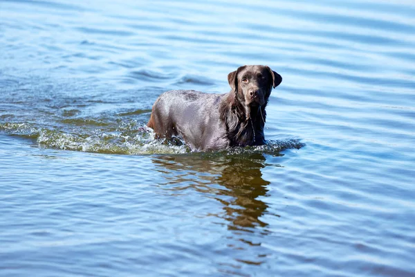 Nasser Hund Spielt Meer Fluss Sommer Brauner Retriever Ruht Strand — Stockfoto