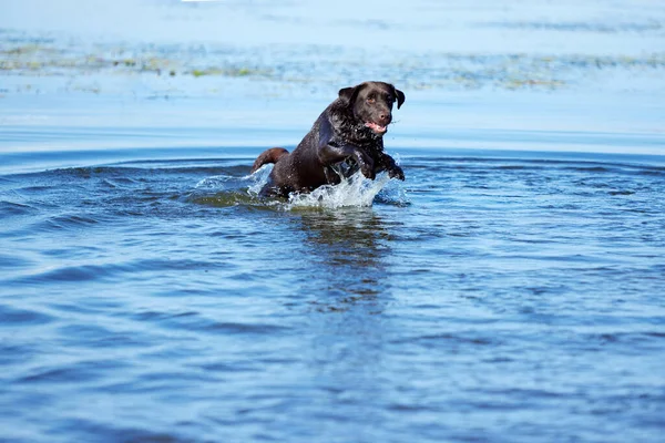 Perro Feliz Jugando Mar Río Verano Recuperador Marrón Descansando Playa — Foto de Stock