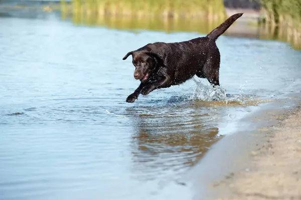 Playful dog jumping to river, sea water, brown retriever resting, playing on beach in summer. Happy purebred labrador. Pets in nature. Concept of active lifestyle, traveling, journey, freedom. Ad