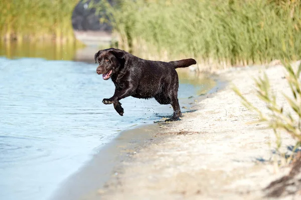 Dog jumping to river, sea water in summer, brown retriever resting, playing on beach. Happy purebred labrador. Pets in nature. Concept of active lifestyle, traveling, journey, freedom. Ad