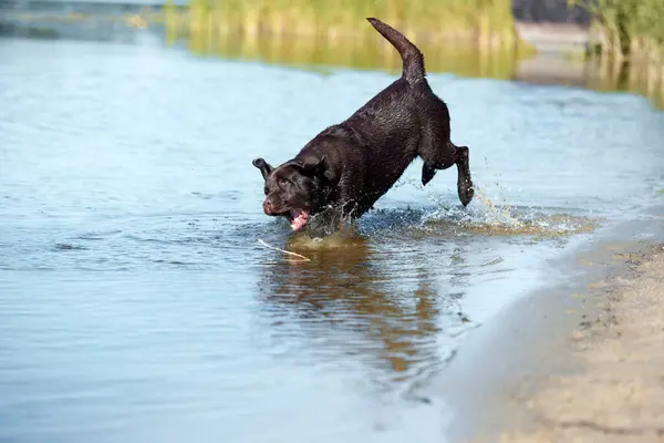 Playful dog jumping to river, sea for stick. Brown retriever resting, playing on beach in summer. Happy purebred labrador. Pets in nature. Concept of active lifestyle, traveling, journey, freedom. Ad