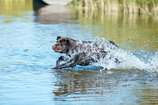 강에서 수영하는 재미있는 움직임에 여름에 물에서 순수한 브라운 리트리버 라브라도 — 스톡 사진