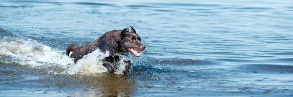 Nehirde koşan köpek, hareketli deniz. Saf kahverengi av köpeği yazın suda oynuyor. Neşeli Labrador 'un kutlu olsun. Aktif yaşam tarzı, evcil hayvanlar, aşk, tatil, boş zaman kavramı. Pankart. Ad