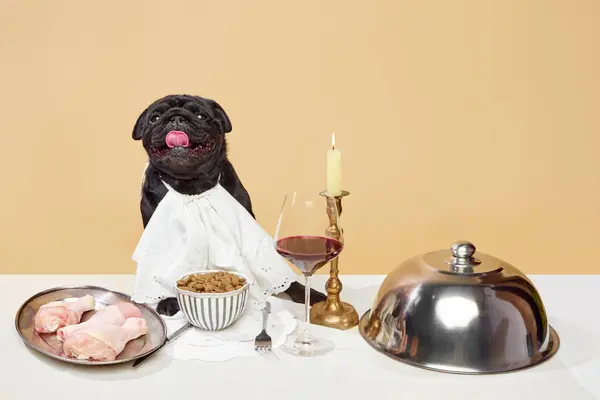 Portrait of happy aristocratic pug, breed dog sitting on table with different delicious meals, glass of wine over beige studio background. Concept of animals, canine food, vintage, retro. Ad