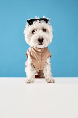 Güzel safkan köpek, West Highland beyaz teriyeri tulum giyiyor ve mavi stüdyo arka planında güneş gözlüğü takıyor. Hayvan, evcil hayvan, evcil hayvan, köpek, veteriner, arkadaş kavramı. İlan için alanı kopyala
