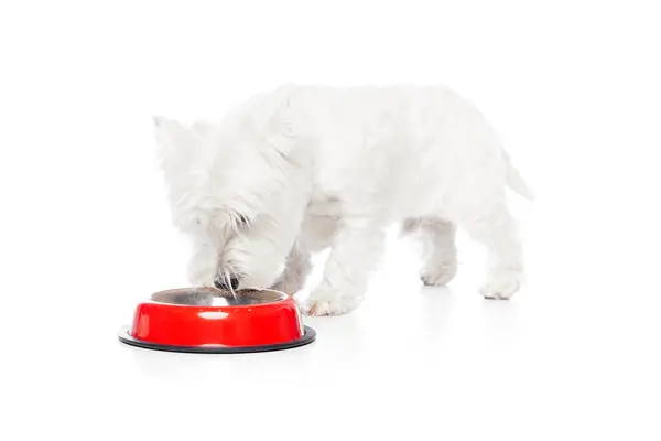 stock image Beautiful, little, purebred dog, west highland white terrier drinking water, eating isolated on white studio background. Concept of animal, domestic, pet, doggie, vet, friend. Copy space for ad