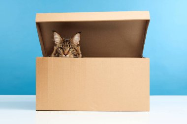 Şirin, büyüleyici genç tekir kedi Maine Rakun 'un mavi arka planda kutuda otururken yakın plan portresi. Hayvanlar, ev hayatı, evcil hayvan severler, veteriner, köpek maması. İlan, metin için boşluk kopyala.